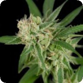Sour Banana Sherbet Regular Cannabis Seeds Jpg