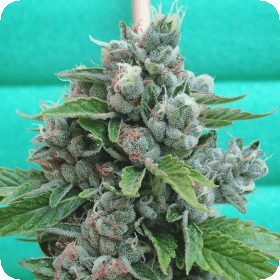 Sour Cookies Jpg