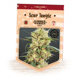 Sour Tangie Feminised Seeds Sour Tangie Feminised Seeds