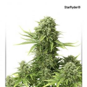 StarRyder Auto Feminised Seeds StarRyder Auto Feminised Seeds