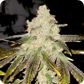 Strawberry Gelato Jpg