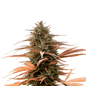 Strawberry Cake CBD Feminised Seeds Strawberry Cake CBD Feminised Seeds