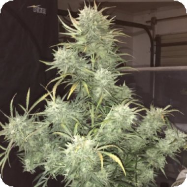 Strong Stuff Auto Feminised Cannabis Seeds