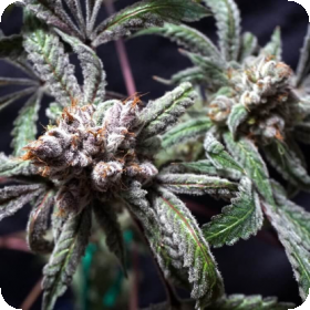 Sundae Driver S1 Feminised Seeds Sundae Driver S1 Feminised Seeds