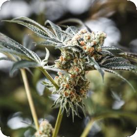 Sundae Punch Feminised Seeds Sundae Punch Feminised Seeds