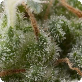 Super Hash Autoflowering Jpg