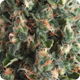 Super O G Kush Autoflowering Jpg