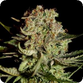 Super Bud Feminised Seeds Super Bud Feminised Seeds