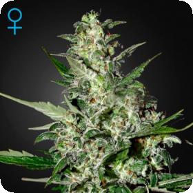 Super Critical Auto Jpg