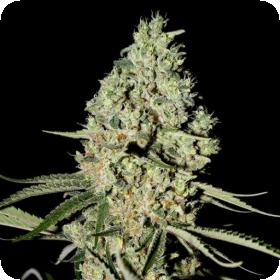 Super  Critical  Feminised  Greenhouse 0