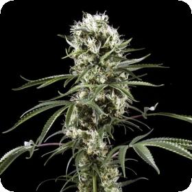 Super Lemon Haze 0