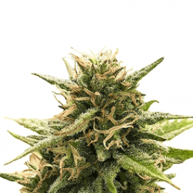 Super Silver C B D Jpg