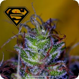 Supercheese Feminised Seeds