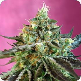 Sweet Nurse Auto C B D