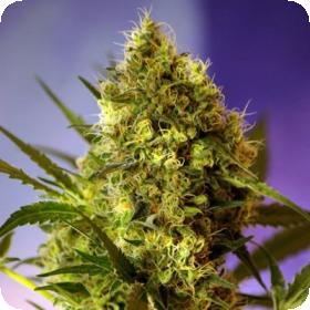Sweet Mix Auto Feminised Seeds Sweet Mix Auto Feminised Seeds