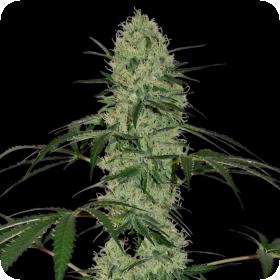 Sweet Tooth Auto Feminised Seeds Sweet Tooth Auto Feminised Seeds