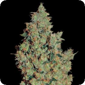 Tangerine Dream Feminised Seeds Tangerine Dream Feminised Seeds