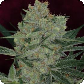 Cheese Quake Regular Seeds