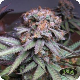 Deep Purple Regular Seeds