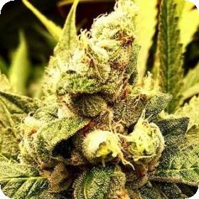Dr. Who Regular Seeds Dr. Who Regular Seeds