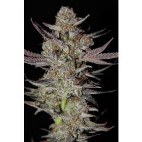 Marionberry Kush Regular Seeds