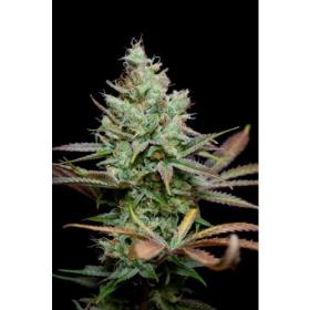 Pennywise Regular Seeds