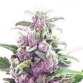 THC Bomb AUTO Feminised Seeds THC Bomb AUTO Feminised Seeds