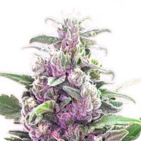 THC Bomb Feminised Seeds THC Bomb Feminised Seeds