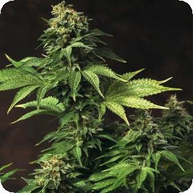 Akorn Feminised Seeds Akorn Feminised Seeds