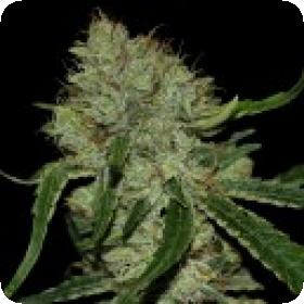 Tangilope Feminised Seeds Tangilope Feminised Seeds