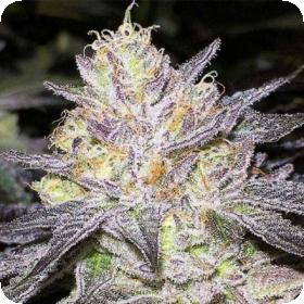 The Cake Feminised Cannabis Seeds