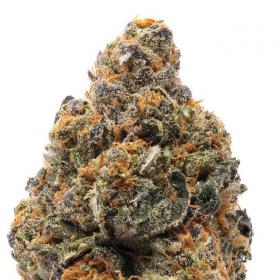 The New Feminised Seeds The New Feminised Seeds