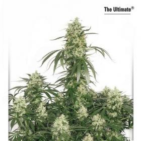 The Ultimate Feminised Seeds The Ultimate Feminised Seeds