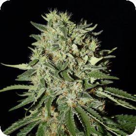 The Doctor Feminised Seeds The Doctor Feminised Seeds