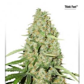 Think Fast Feminised Seeds Think Fast Feminised Seeds