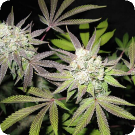 Tiramisu Feminised Seeds (Gold Collection) Seeds Tiramisu Feminised Seeds (Gold Collection) Seeds