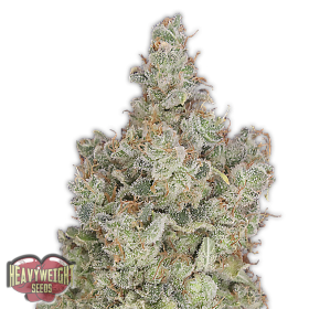 Total Paralysis Feminised Seeds