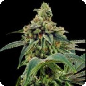 Training Day Feminised Seeds - Limited Collection Seeds Training Day Feminised Seeds - Limited Collection Seeds