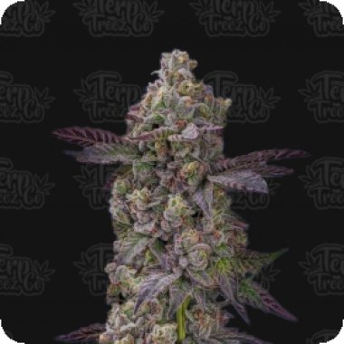 Tre Lime Sorbetto Auto Flowering Cannabis Seeds