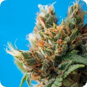 Durban Punch Regular Seeds | Tropical Seeds | Cannabis Seeds