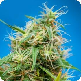 King Congo Regular Seeds