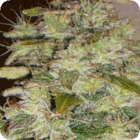 Truly Fruity Regular Cannabis Seeds 0