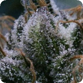 Tuna God Regular Cannabis Seeds