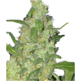 Turing Auto Feminised Seeds