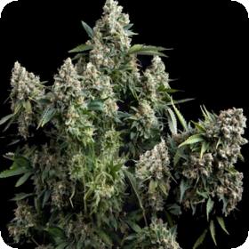 Tutankhamon Pyramid Cannabis Seeds 0