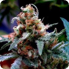 U B C Chemo Regular Cannabis Seeds