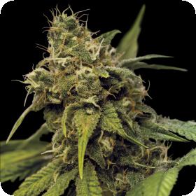 Utopia Haze Feminised Seeds