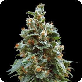 Vanilla Kush Feminised Seeds Vanilla Kush Feminised Seeds