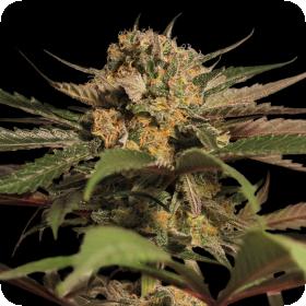 Violator Kush Feminised Seeds Violator Kush Feminised Seeds