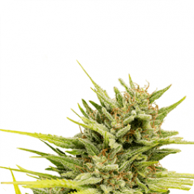 Very Cherry Berry CBD Feminised Seeds Very Cherry Berry CBD Feminised Seeds